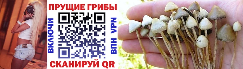 это состав Ивдель Псилоцибиновые грибы Psilocybe